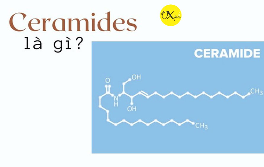 Ceramide là gì? Công dụng và lưu ý khi sử dụng.