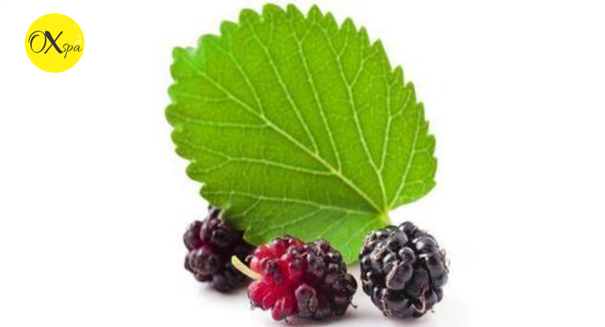 Mulberry extract có thật sự giúp làm trắng da.